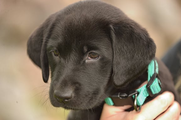 Don’t make these mistakes when socializing your new puppy – Outdoor News