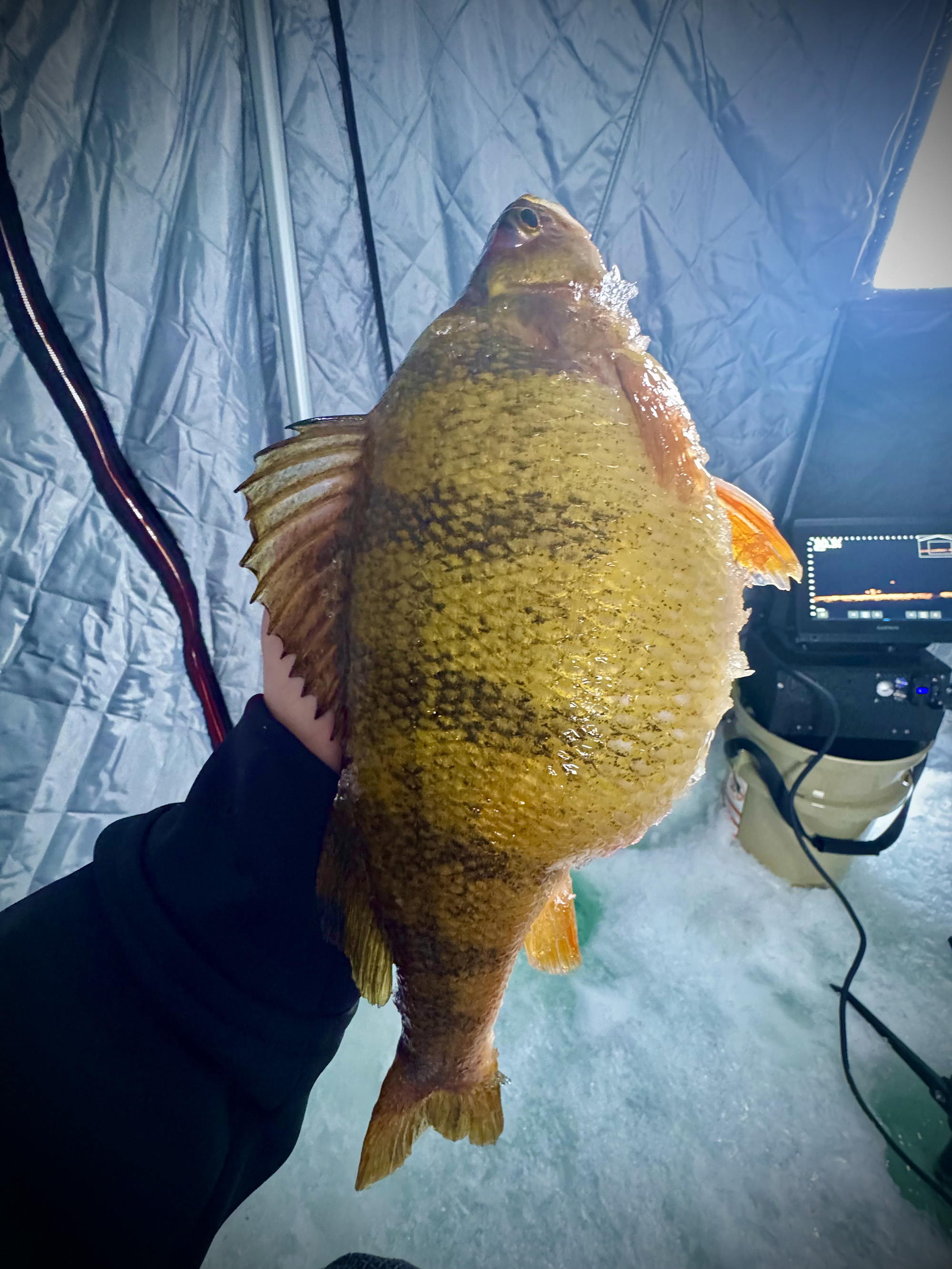 A big yellow perch caught ice fishing, held in a man's hand.