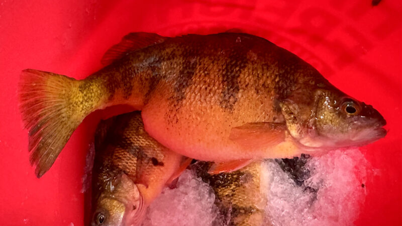 ‘Easily the Biggest I’ve Ever Caught.’ How This Ice Fisherman Caught His PB Jumbo Yellow Perch at Mille Lacs