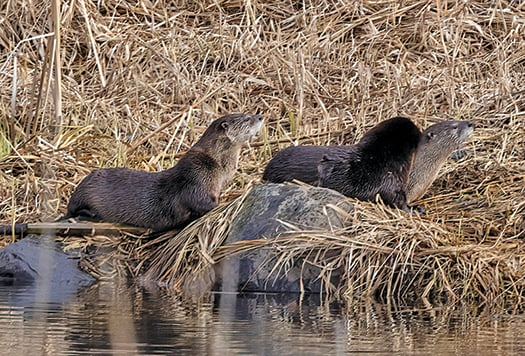 Evidence of river otters found at Ohio’s Mad River for first time during annual survey – Outdoor News