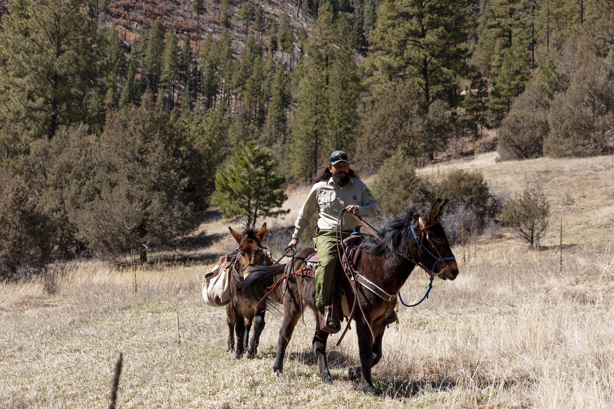 A USFS employee rides mules in the backcountry.