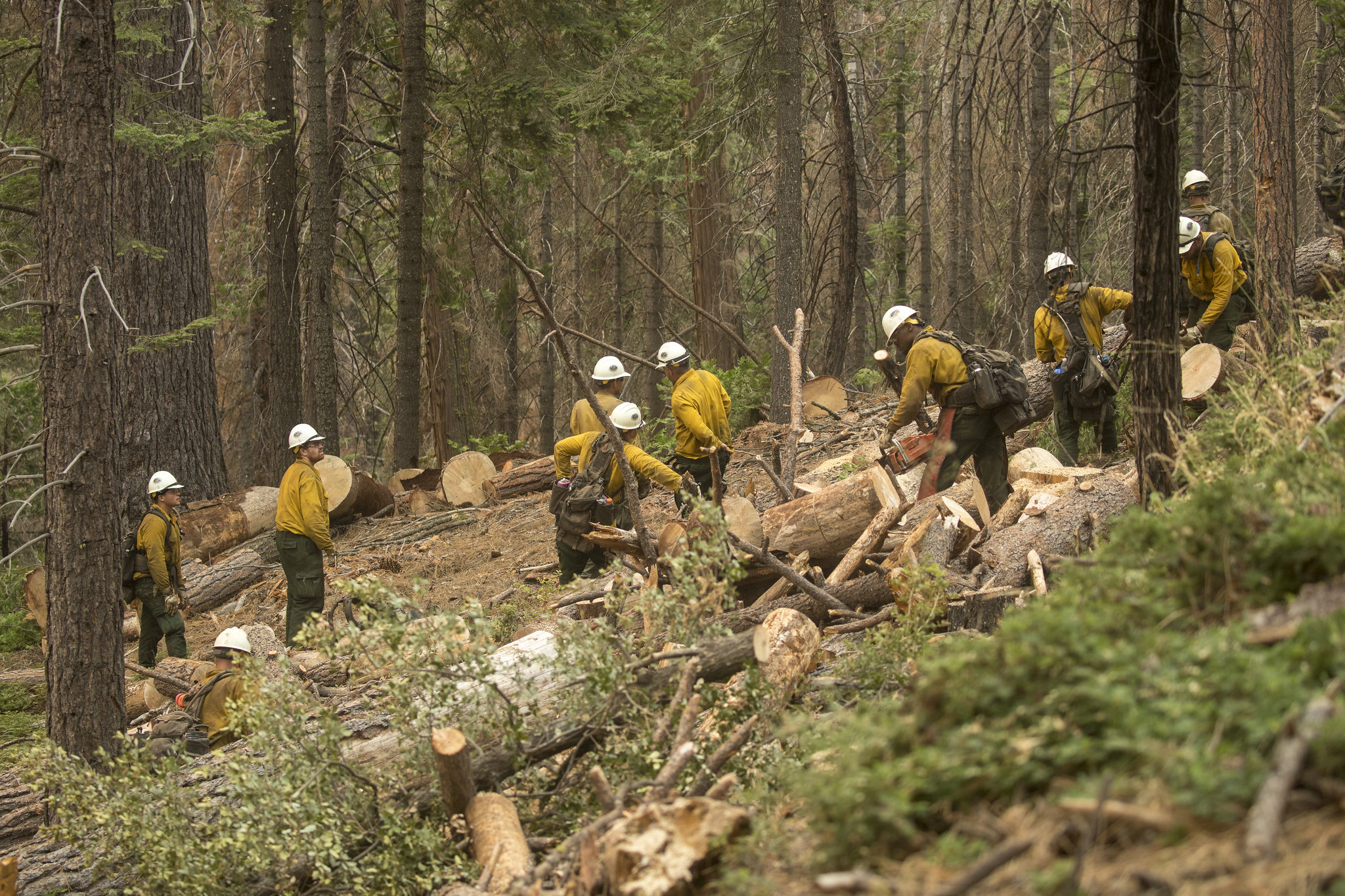 Forest service crew