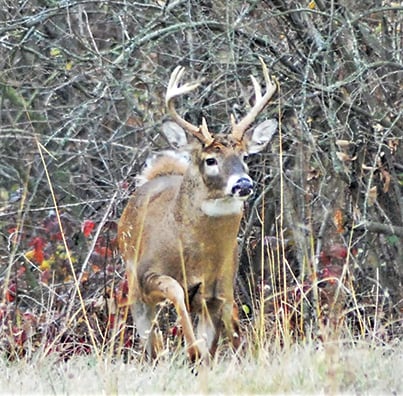 Final harvest numbers show it was a good year to be a deer hunter in Ohio – Outdoor News