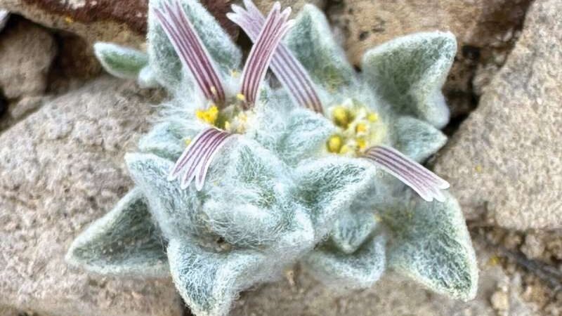 ‘First in 50 Years’: National-Park Volunteer Discovers New Species