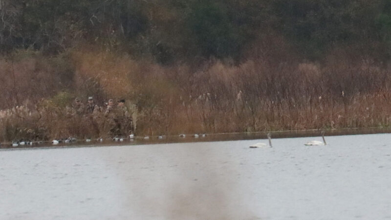 Florida Man Who Shot a Tundra Swan in Front of Birdwatchers Gets Lifetime Hunting Ban