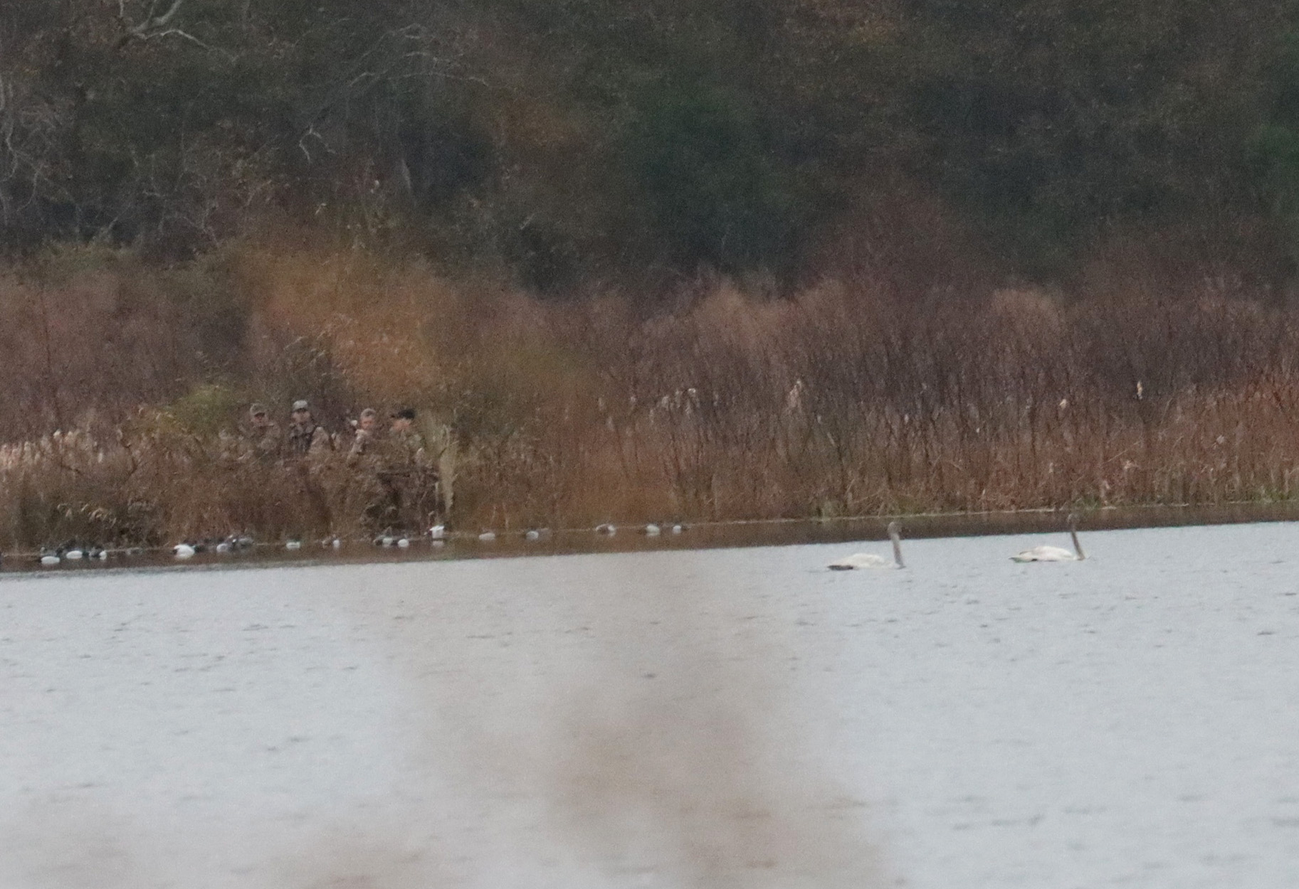 A pair of tundra swans swim in front of a group of duck hunters.