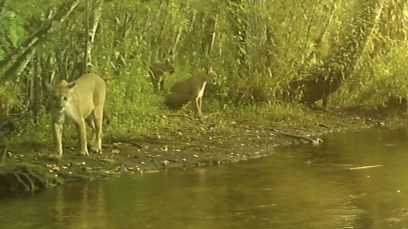 Florida Panther Calls Kittens Across a Creek With a Growl