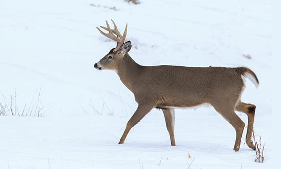 For whitetails in much of Minnesota, it’s been another winter of recovery – Outdoor News