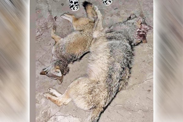 Gray wolf shot in southeastern Minnesota’s Fillmore County – Outdoor News