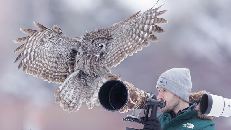 Great Gray Owl Shocks Photographer by Landing on His Camera