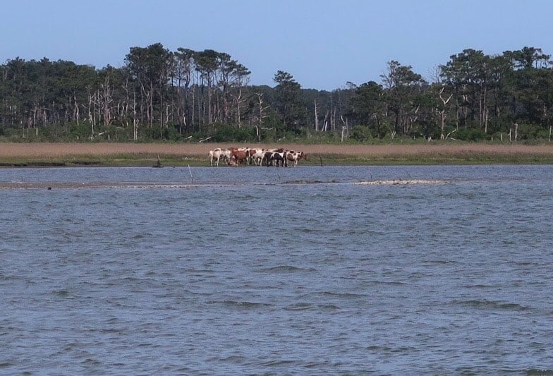 Wild ponies across the bay on Chincoteague Island.