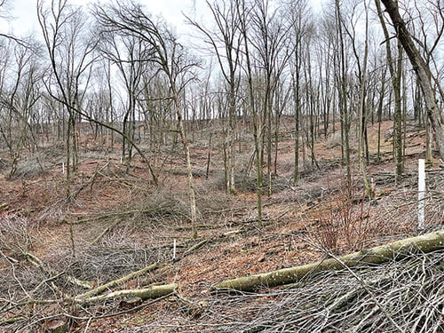 Habitat projects aim to improve Driftless Region grouse numbers in Wisconsin – Outdoor News