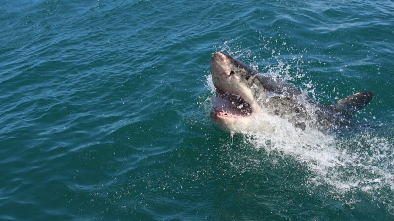 ‘He’s Following Me, He’s Still Here’: Great White Shark Trails Kayaker