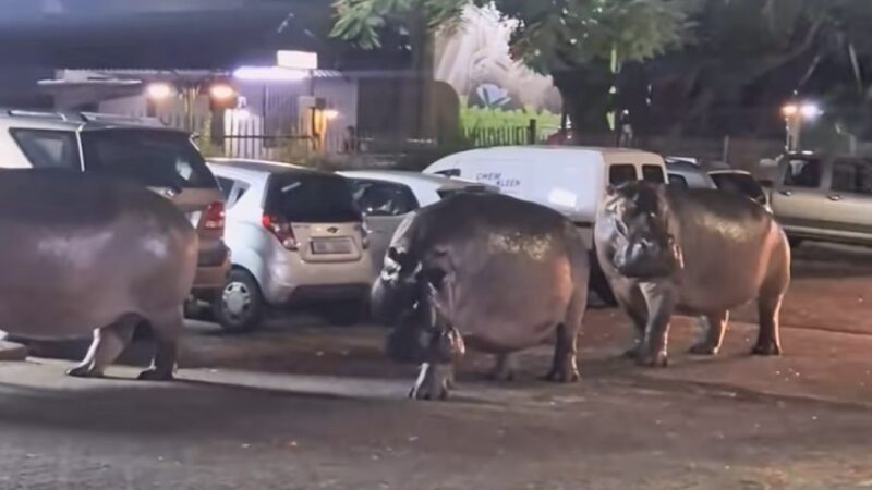 Hippos Walk Through Town in South Africa (Apparently It’s Normal)