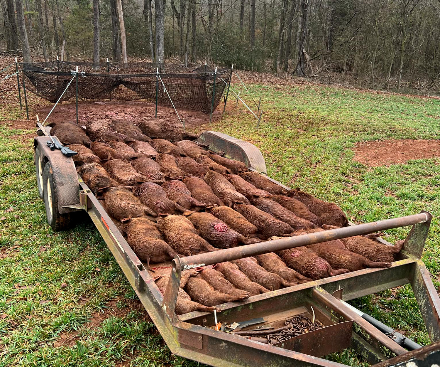 A trailer full of dead wild hogs.