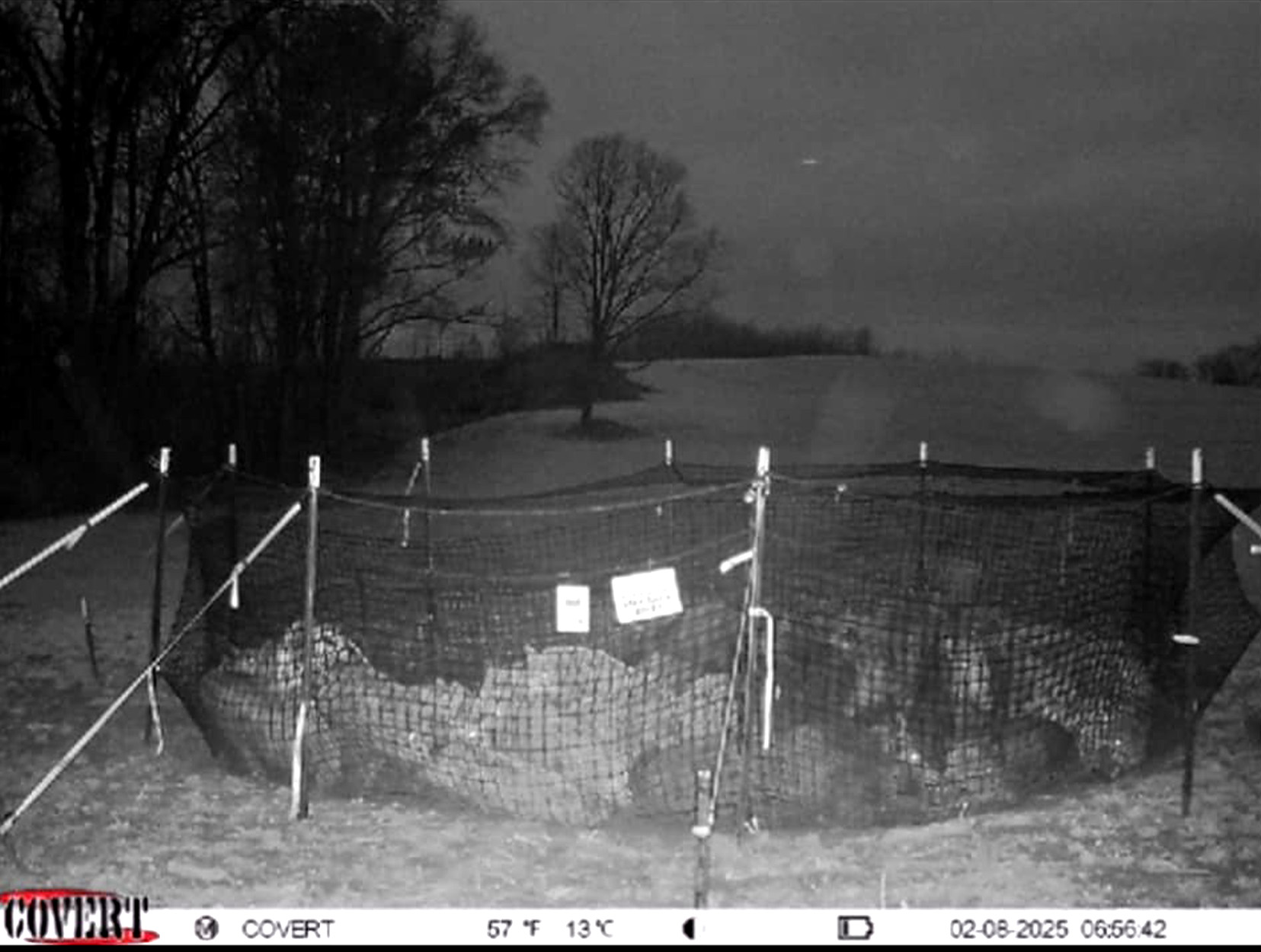 A trail cam picture of hogs in a trap.