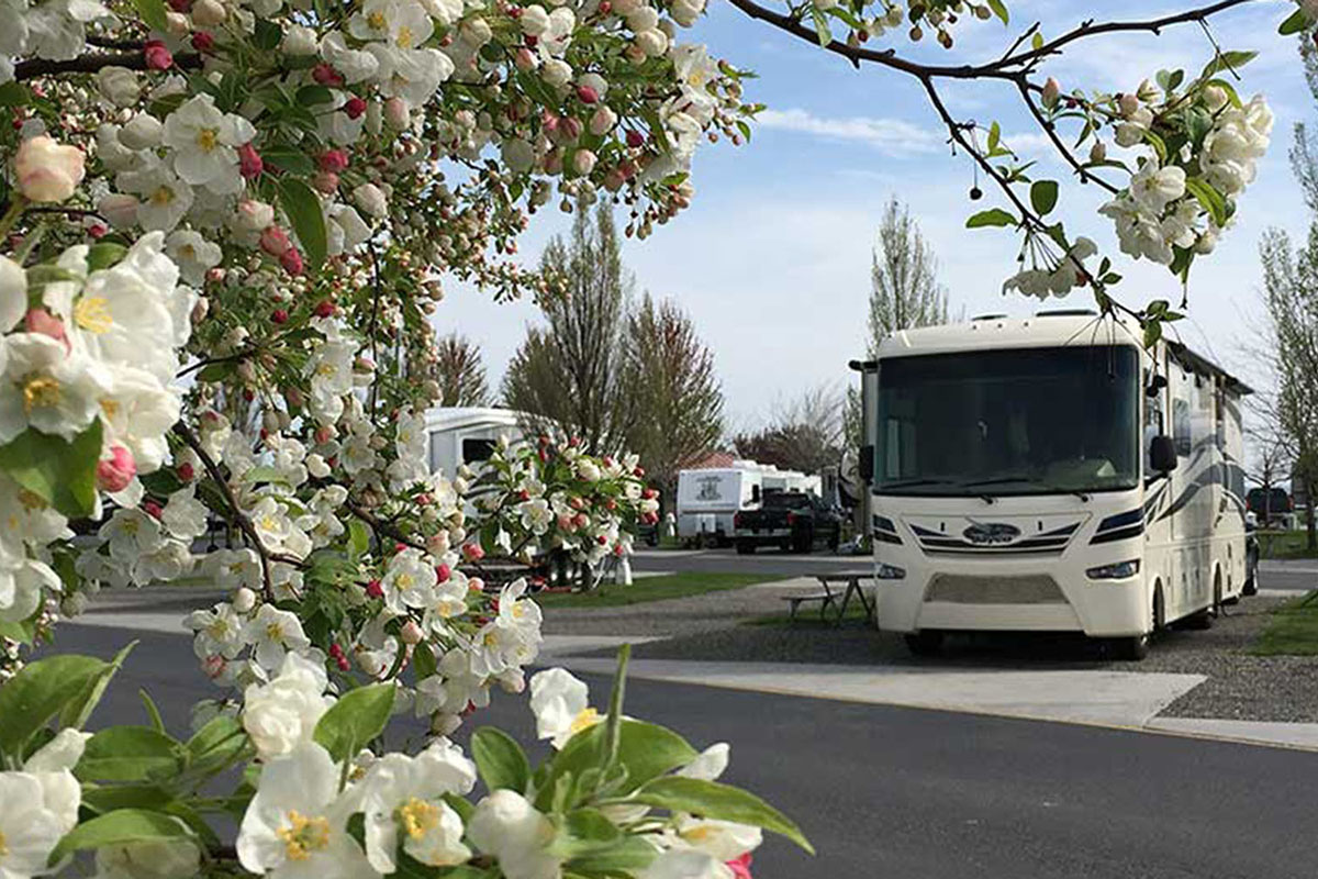 Motorhome as seen with tree leaves in foreground.