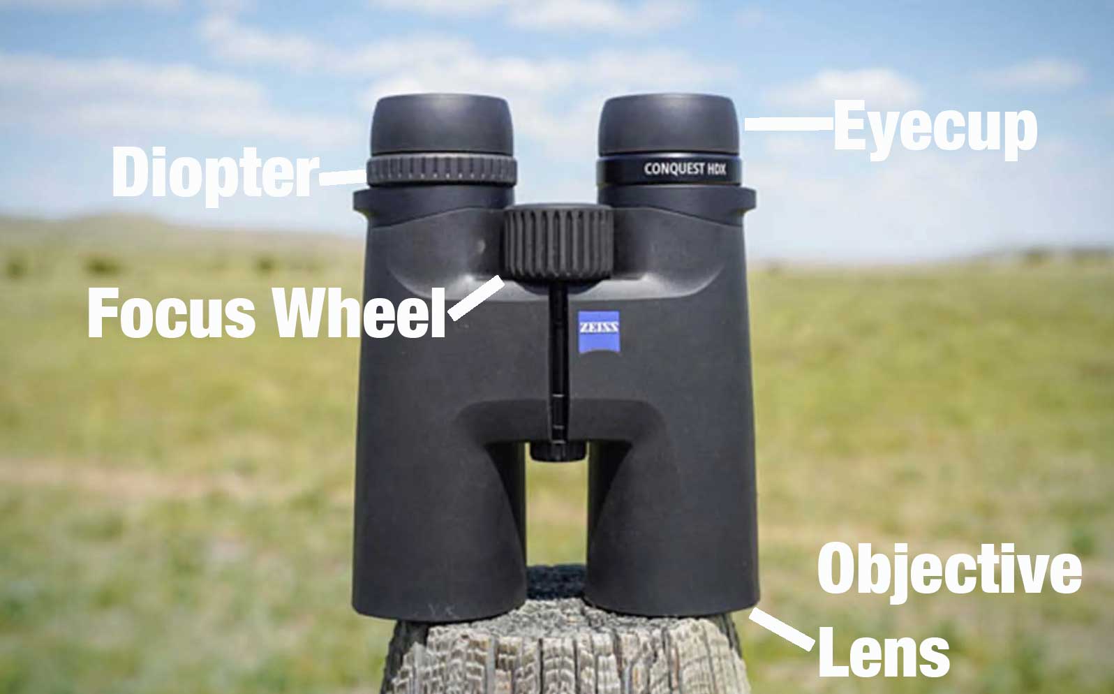 binocular anatomy