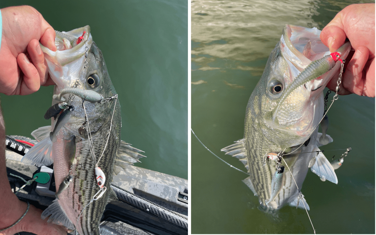 Alabama rig striper