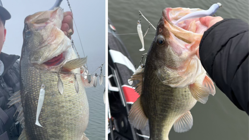 How to Fish an Alabama Rig: A Complete Guide