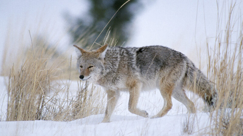 How to Trap Coyotes: The Basic Gear and Skills You Need to Get Started