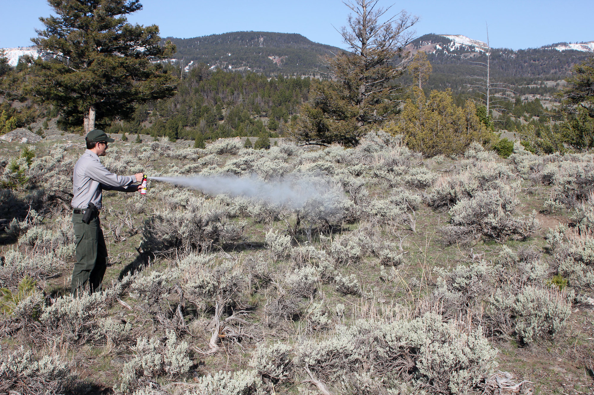 yellowstone park ranger uses bear spray