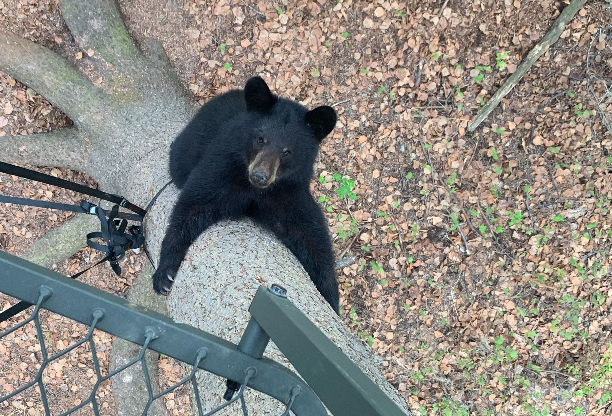 nuisance black bear