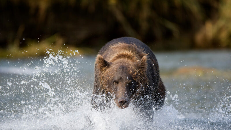 How to Use Bear Spray