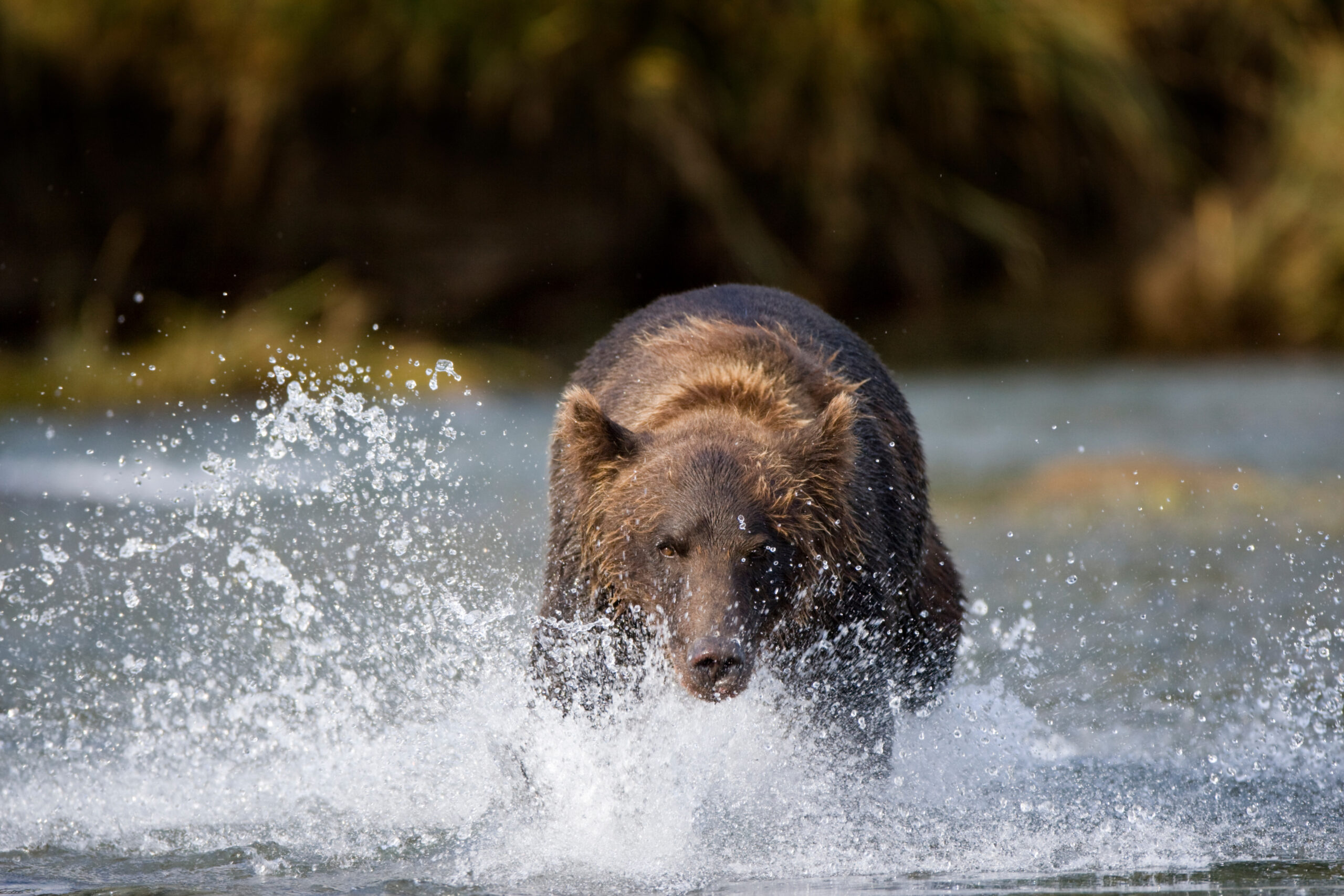 a bear charges