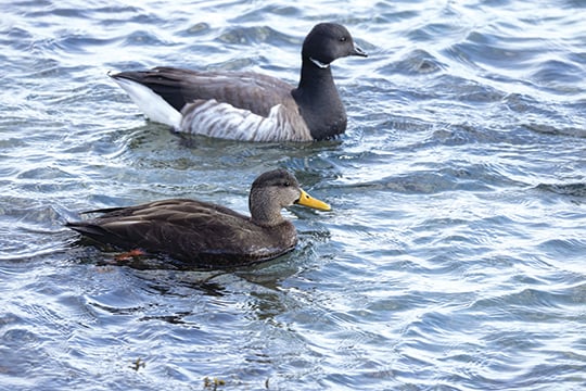 Hunter-killed birds test positive for bird flu in Pennsylvania – Outdoor News