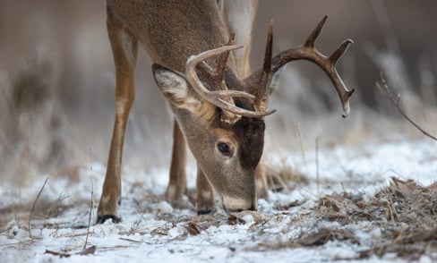 Hunters harvesting bucks may be helping CWD battle – Outdoor News