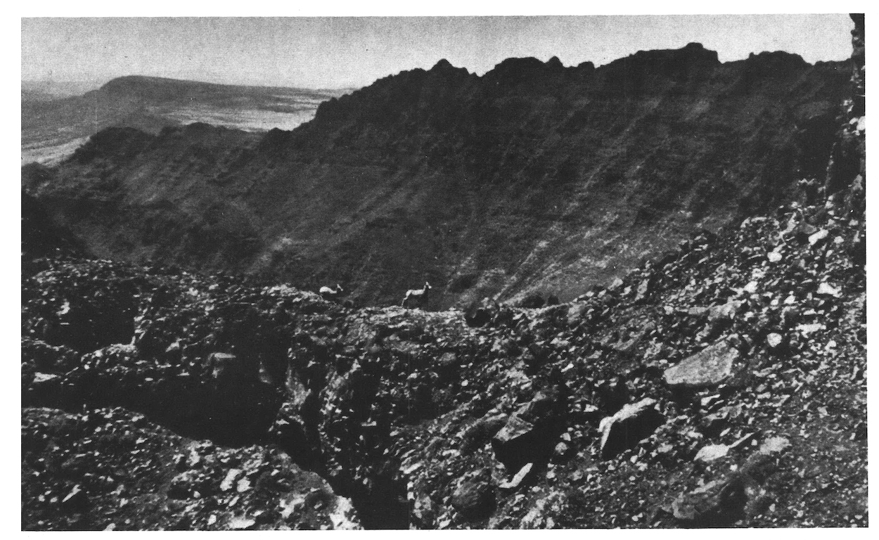 An old black and white photo of a bighorn ewe.