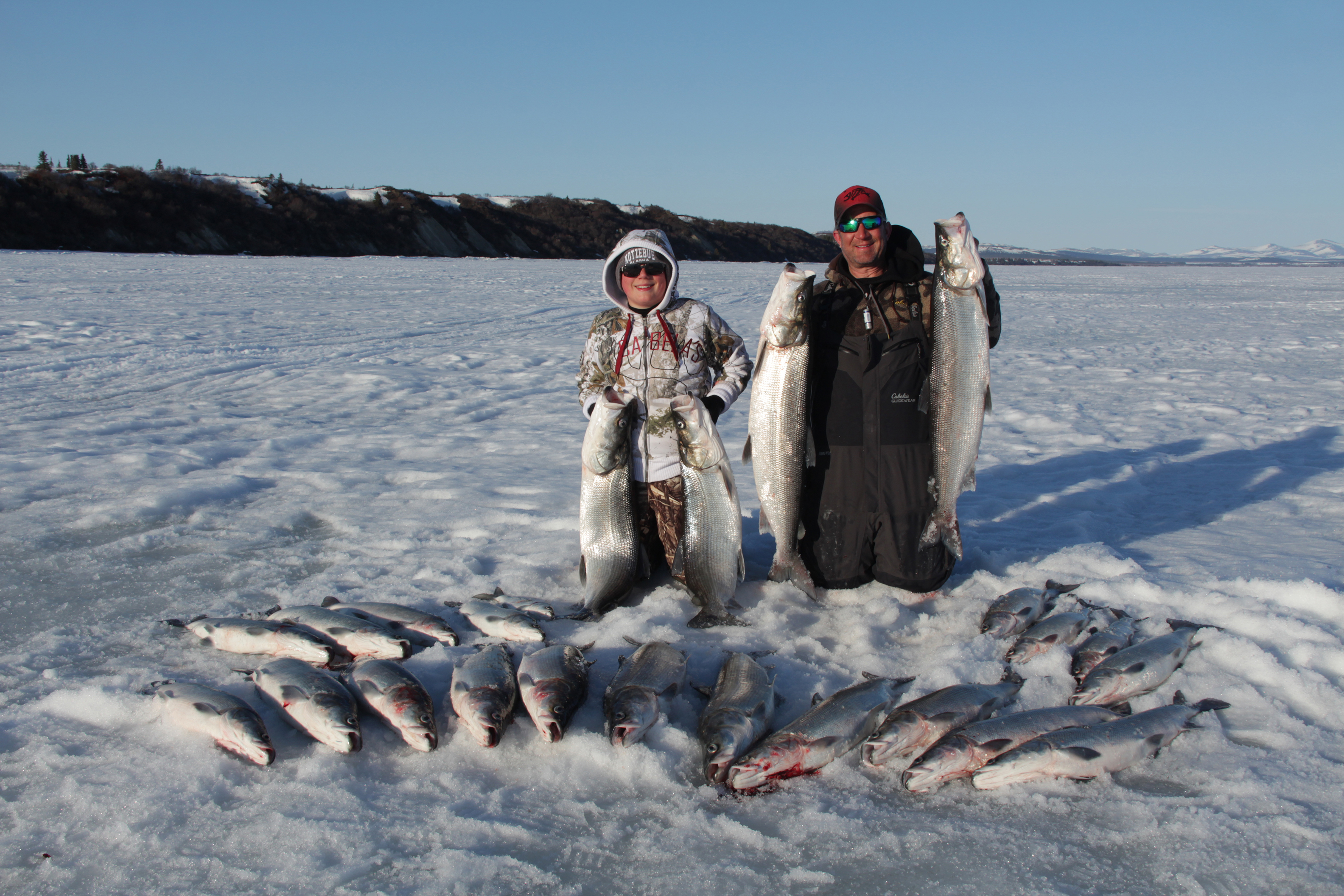 sheefish fishing