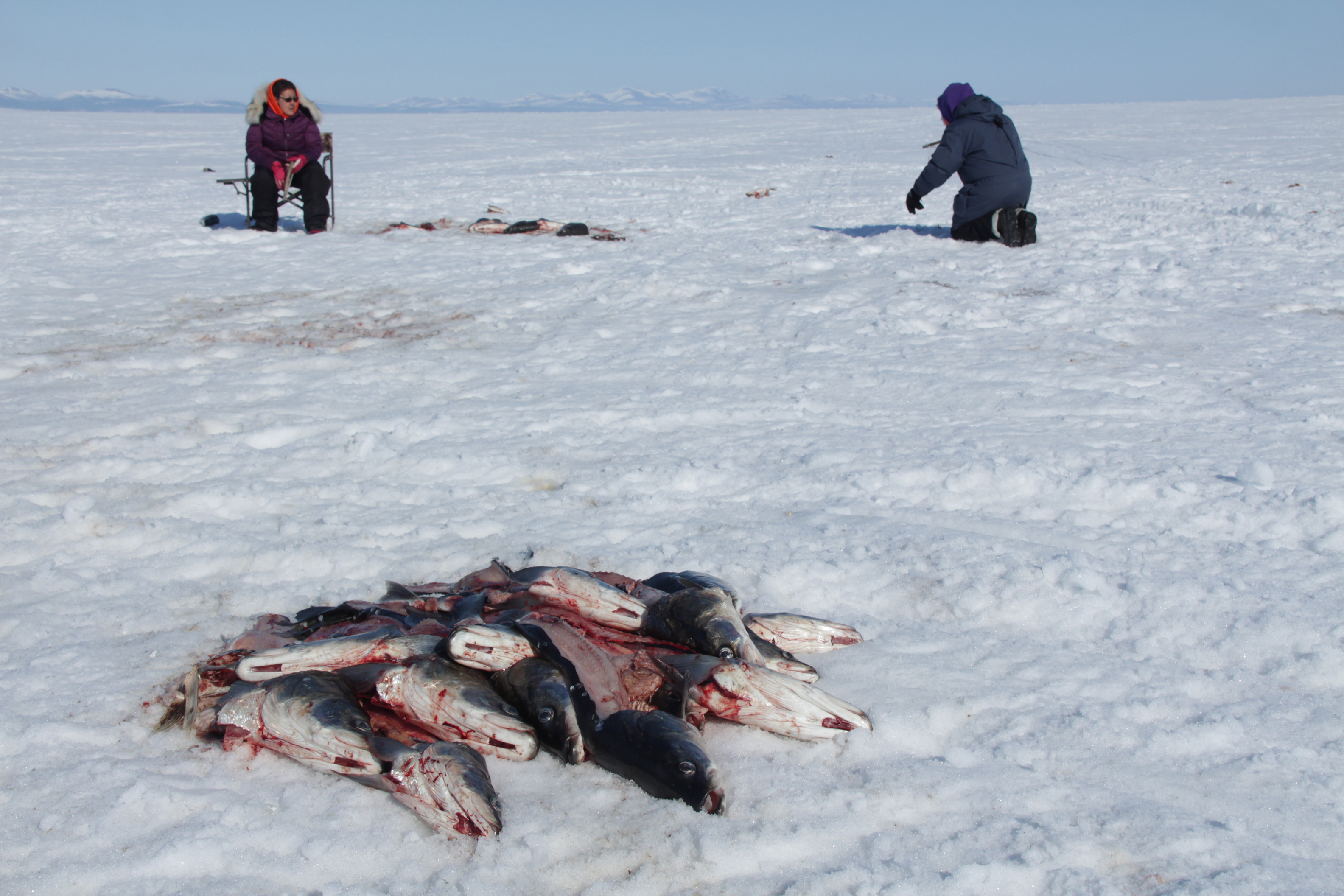 sheefish fishing