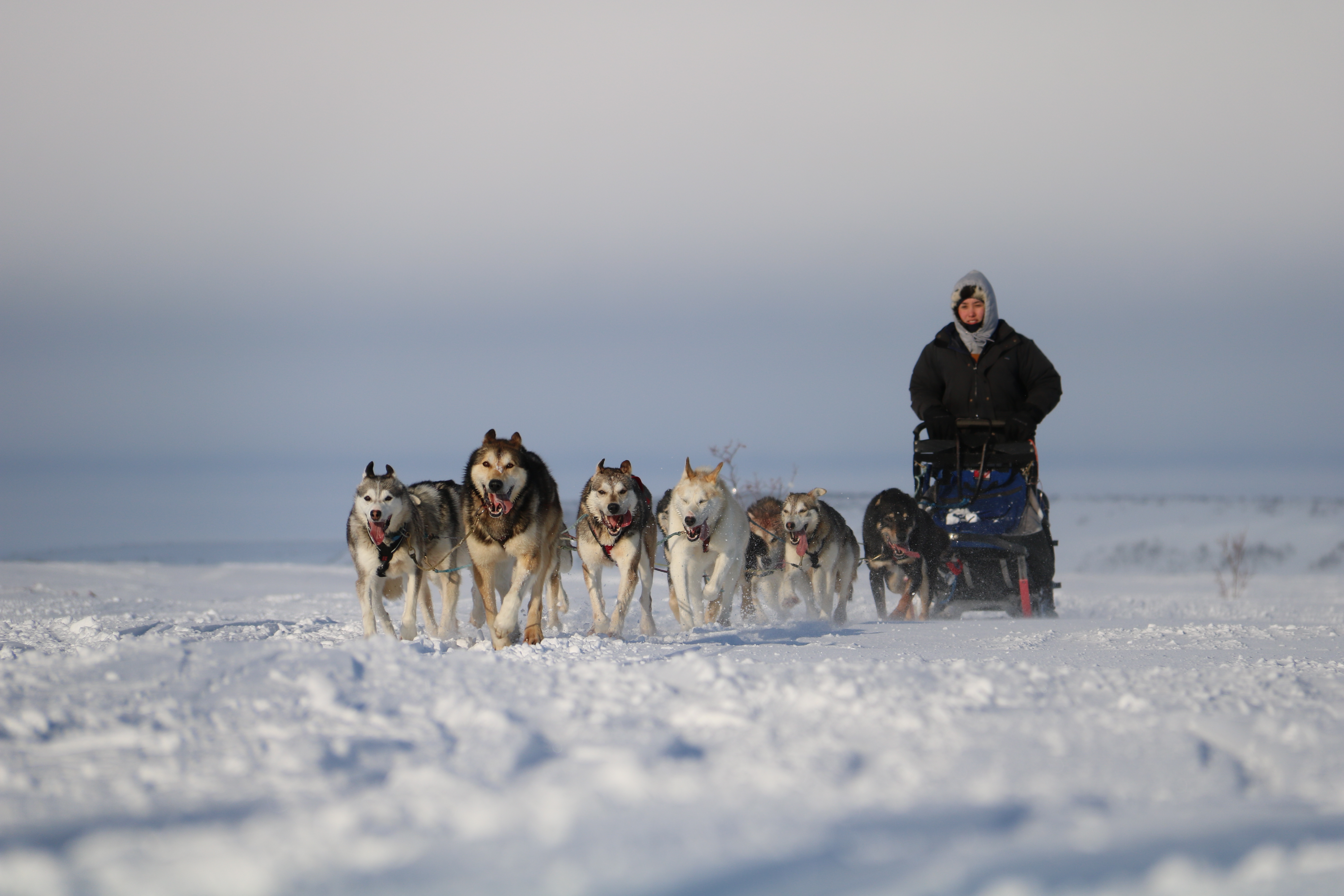 dog sled team