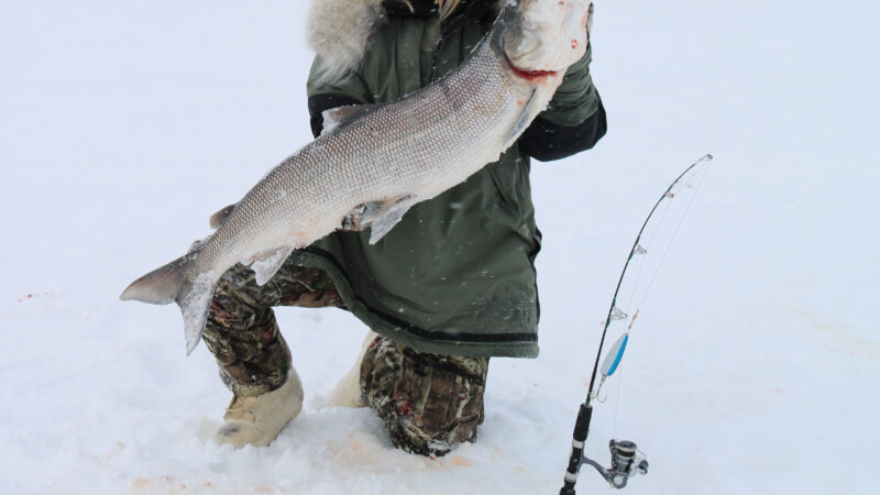 Ice Fishing for Giant Sheefish in the Arctic Is a True Winter Adventure