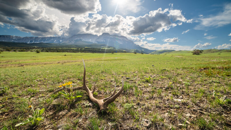 Idaho Now Requiring Nonresident Shed Hunters to Buy a License. Montana, Other Western States Eyeing Similar Changes