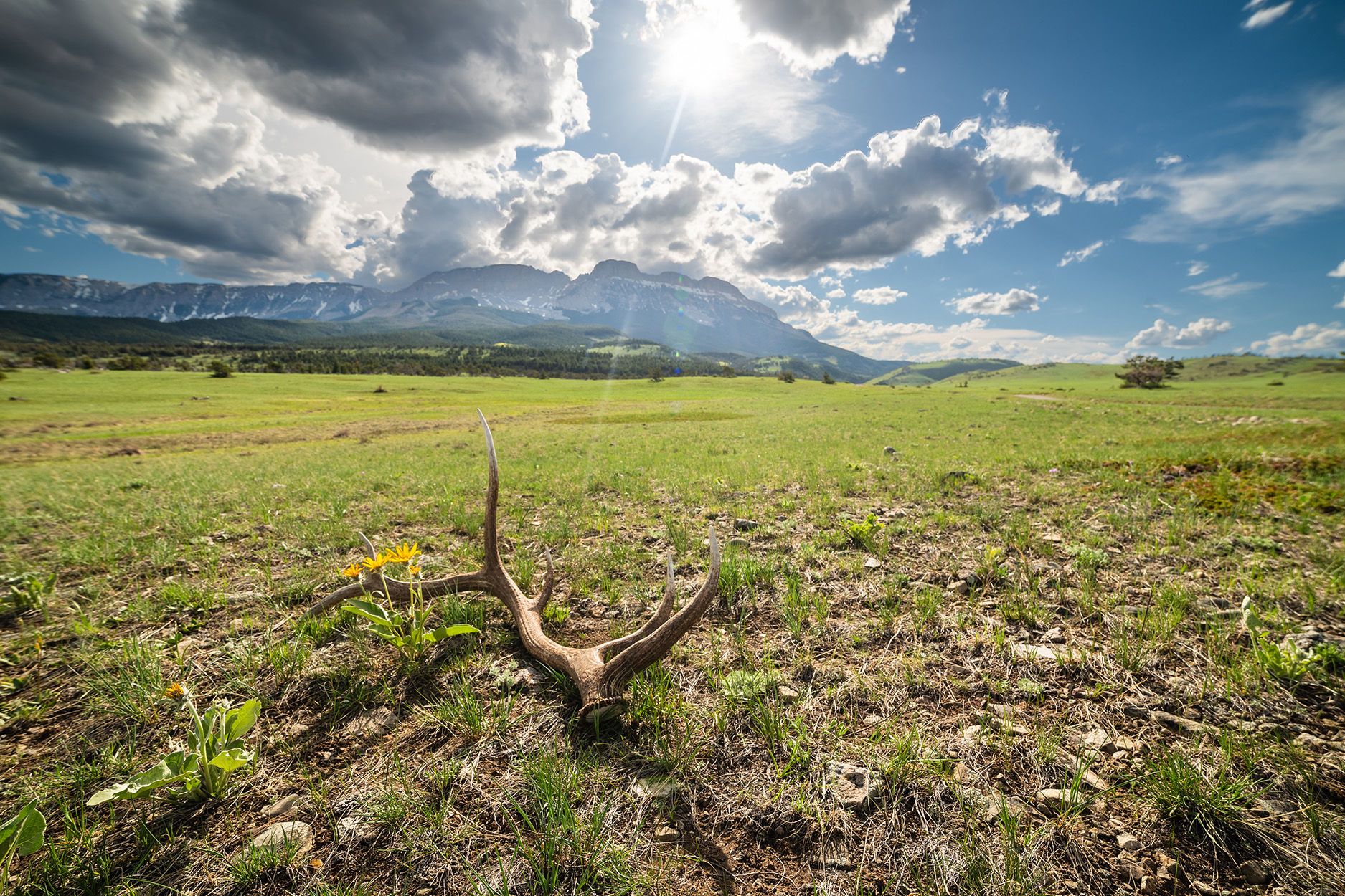 A shed antler on a sunny day in the spring