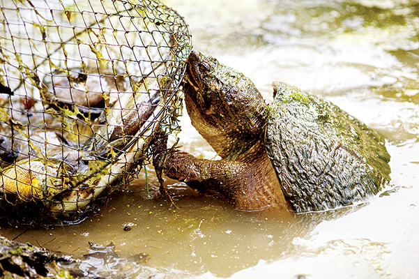 Illinois bill would allow trapping of common snapping turtles – Outdoor News