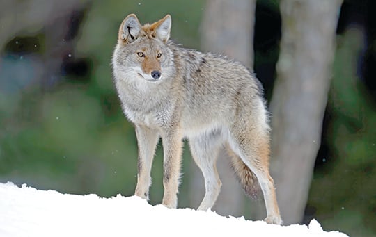 Interested in running hounds for coyotes? Here’s what to know – Outdoor News