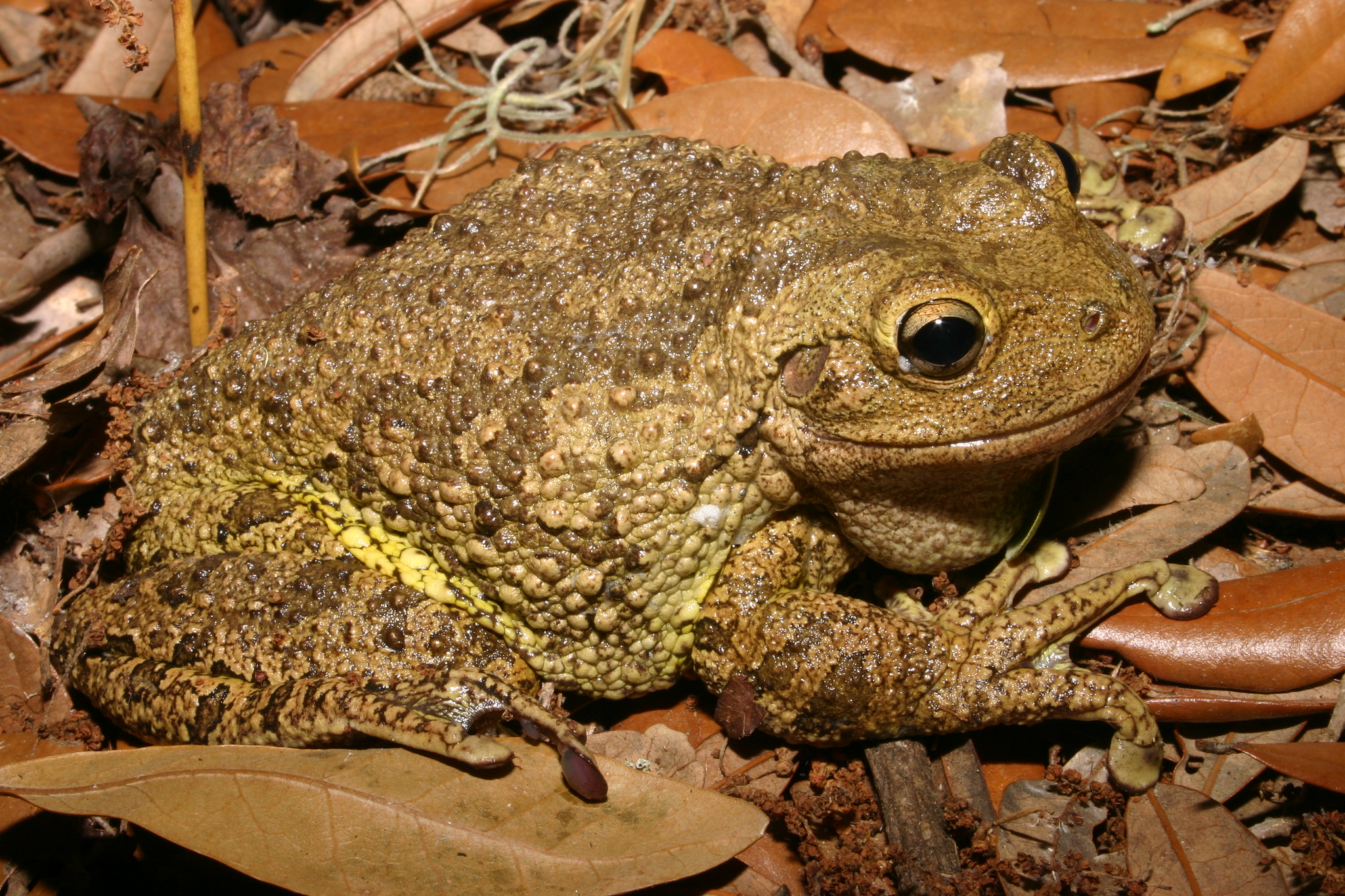 cuban tree frog