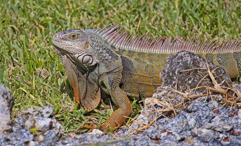 Iguana