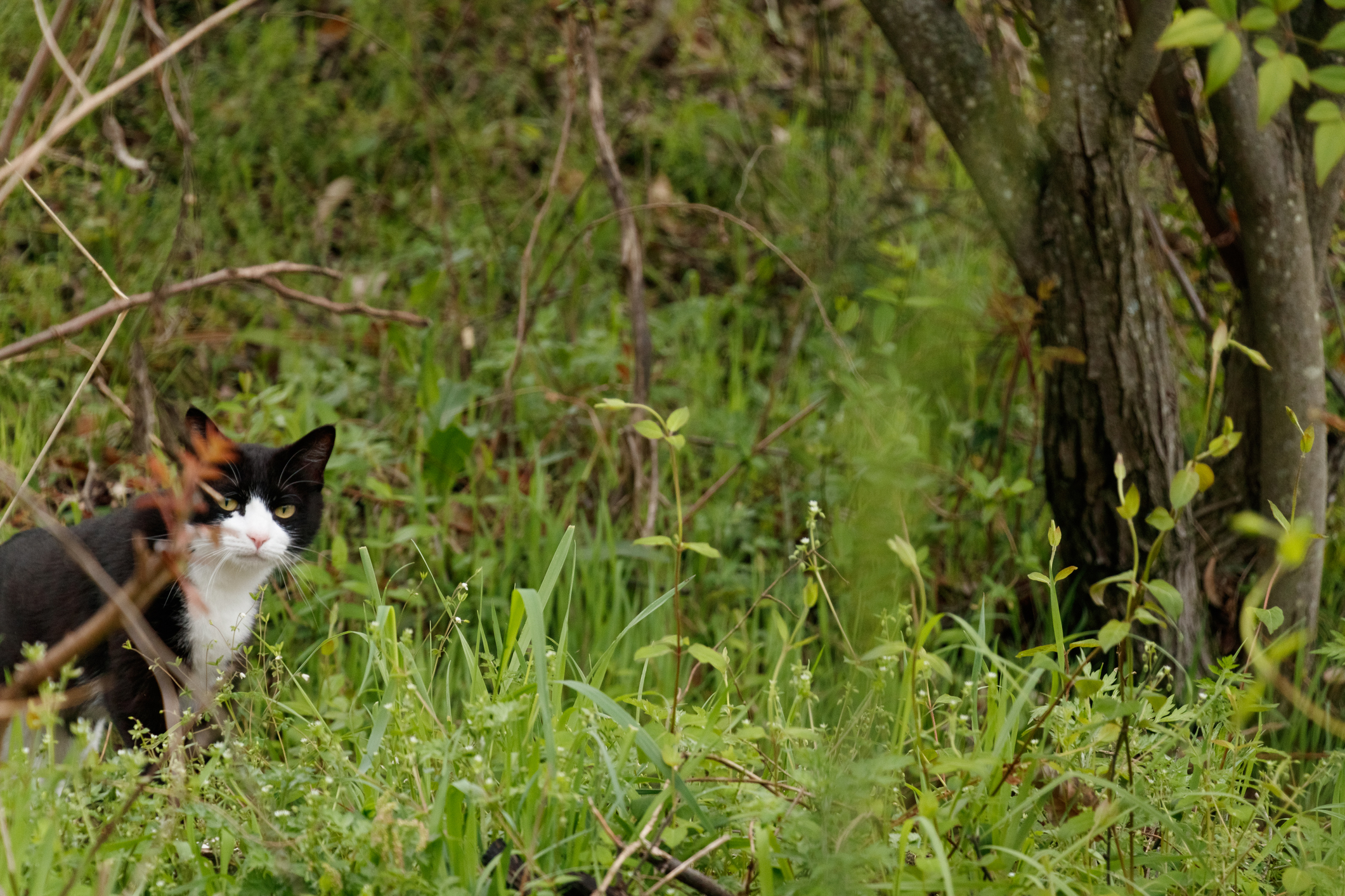 feral cats