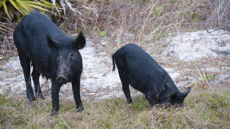 Invasive Species in Florida: The 10 Worst Invaders