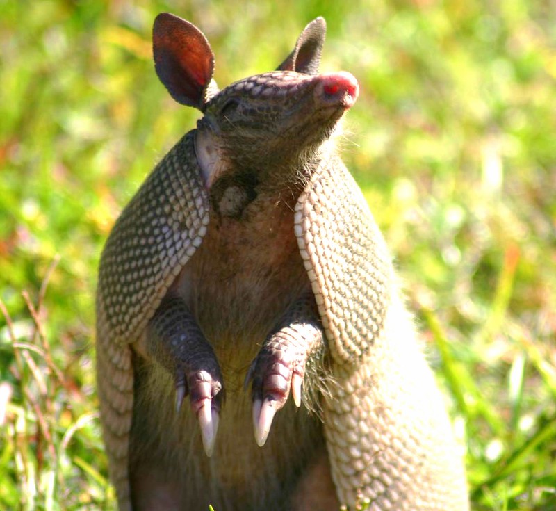 armadillo