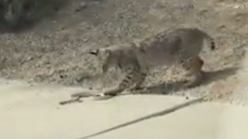 ‘Just Another Day in Arizona’: Bobcat Stomps Rattlesnake in Viral Video