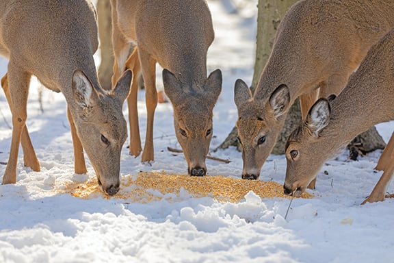 Legislation seeks to overturn deer baiting ban in Michigan – Outdoor News