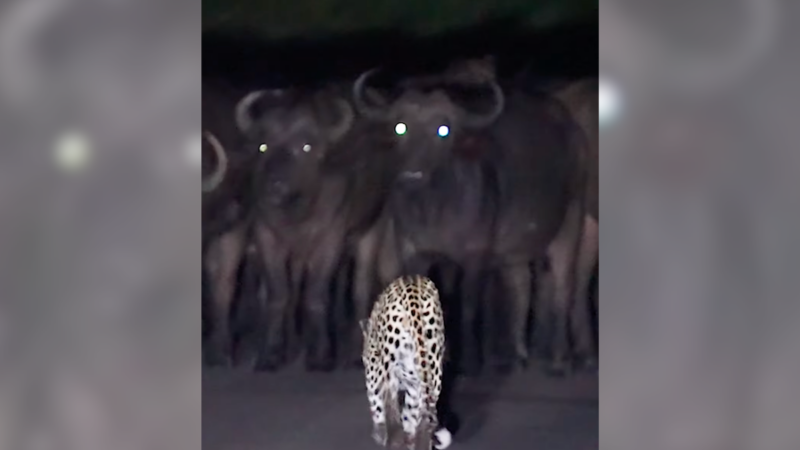 Leopard Walks Right up to Massive Buffalo Herd, Takes Down Calf