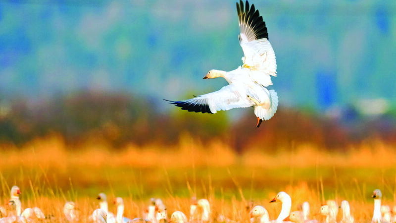 Light goose season in North Dakota begins Feb. 15 – Outdoor News