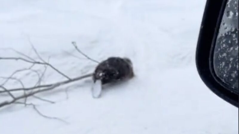 ‘Meanwhile in Canada’: The Internet Loves This Busy, Busy Beaver